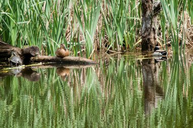 Kaplumbağa su ördek