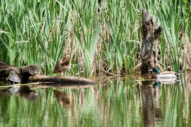 Kaplumbağa su ördek