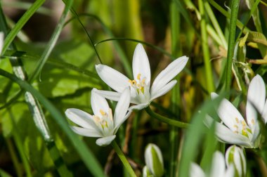 beyaz çiçek baharı