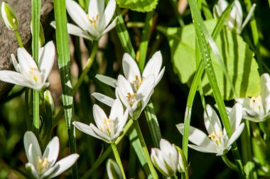 beyaz çiçek baharı