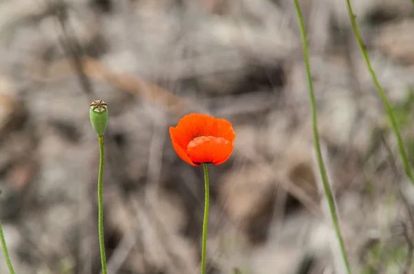 Alan vahşi gelincik
