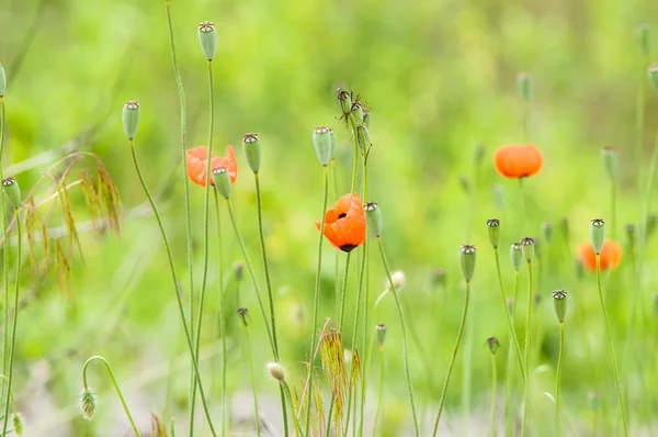 Field wild poppy — Stock Photo, Image