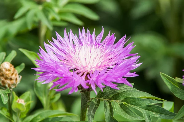 thistle çiçek çiçeklenme