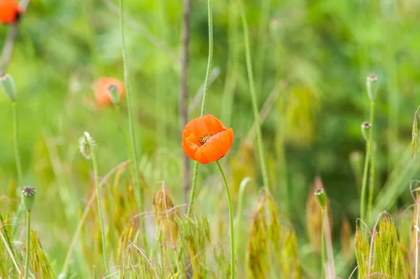 Alan vahşi gelincik