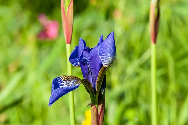 Field wild iris — Stock Photo, Image