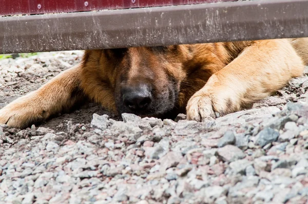 köpek çit altında