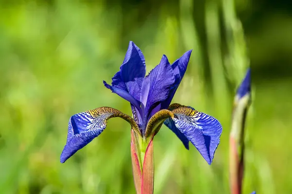 Field wild iris — Stock Photo, Image