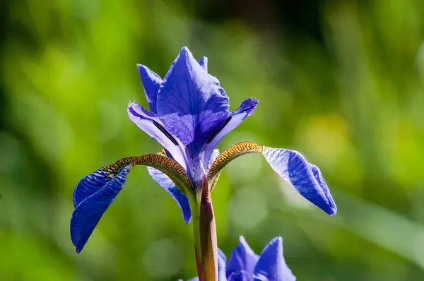 Field wild iris — Stock Photo, Image