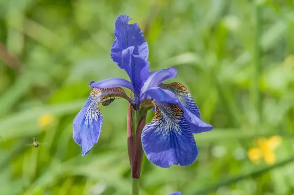 Veld wilde iris — Stockfoto