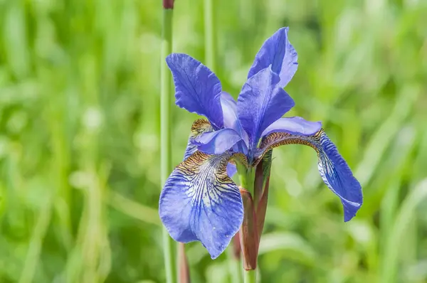 Field wild iris — Stock Photo, Image