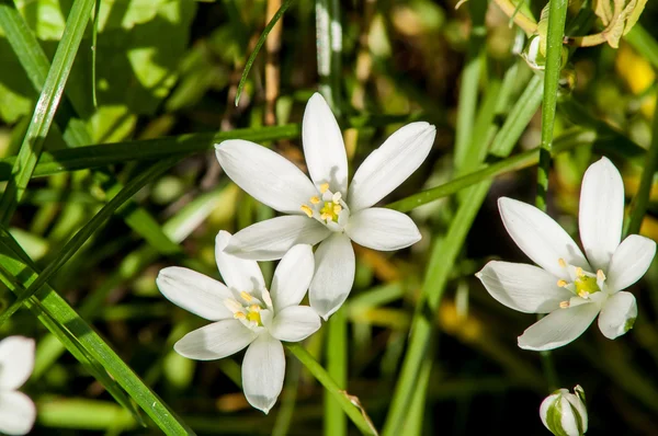 beyaz çiçek baharı