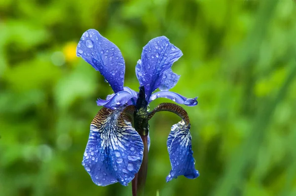 Iris dzikie pola — Zdjęcie stockowe