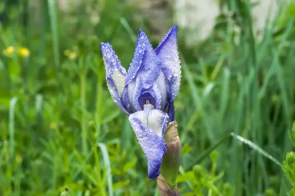 Blauwe iris bloem — Stockfoto