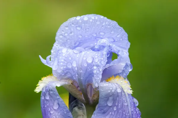 Iris bleu fleur — Photo