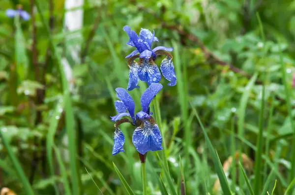 Blue iris flower — Stock Photo, Image