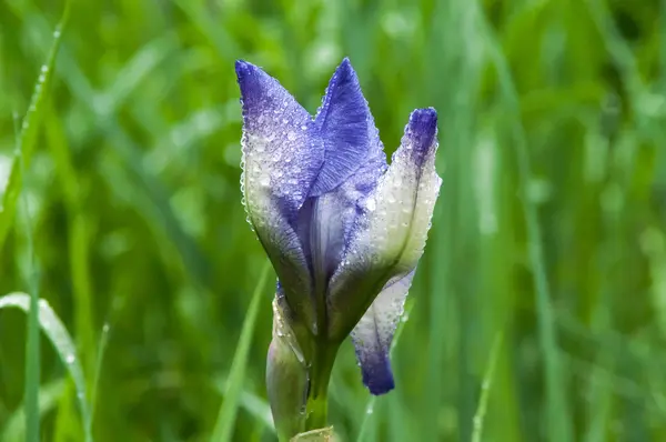 Blauwe iris bloem — Stockfoto