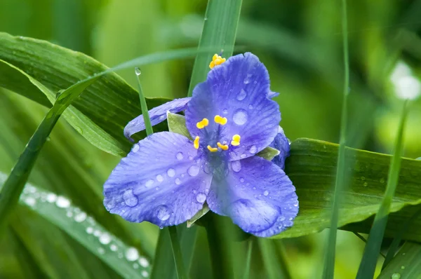 Blauwe bloem regen — Stockfoto