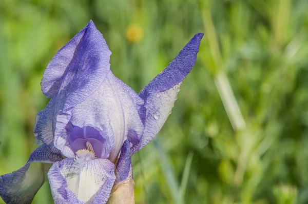 Blauwe iris bloem — Stockfoto