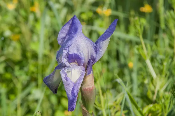 Blue iris flower — Stock Photo, Image