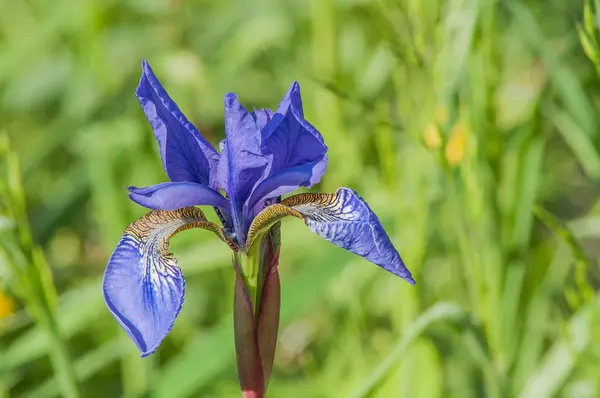 Field wild iris — Stock Photo, Image