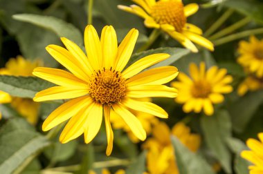 Çiçek sarı çiçek