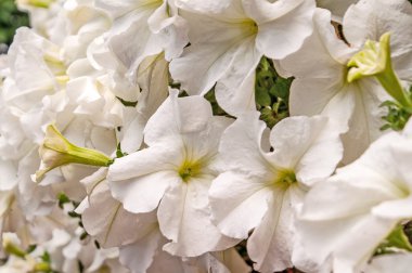 Beyaz Petunya çiçek