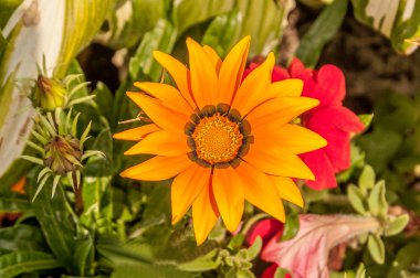 Çiçek sarı gerbera