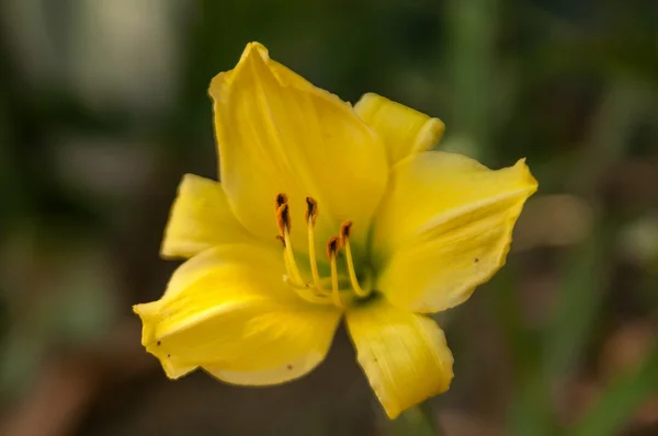 Flor de um lírio amarelo — Fotografia de Stock