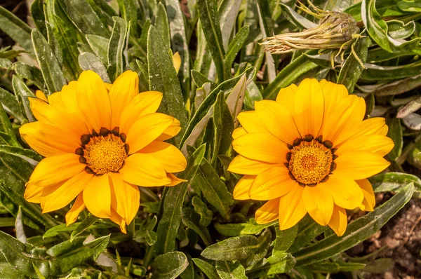 Цветы жёлтой герберы — стоковое фото
