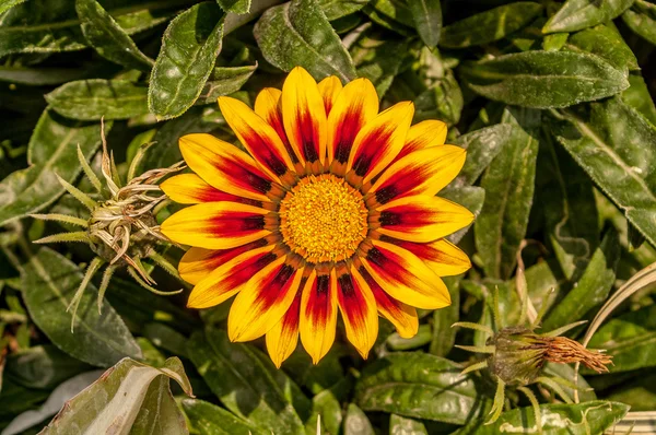 Fiore di un gerbera giallo e rosso — Foto Stock