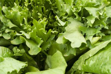 yakın çekim yeşil marul yaprakları