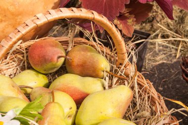 arka plan olarak armut