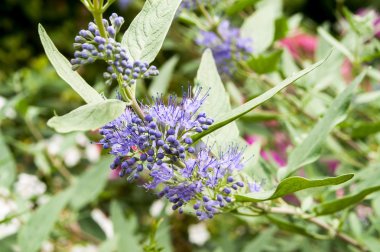 mavi çiçek bahçesi 