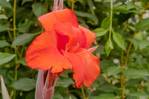 Flor roja en el jardín — Foto de Stock