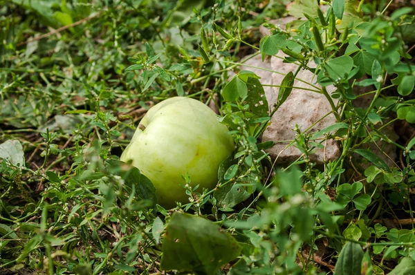 Green apple lying — Stock Photo, Image