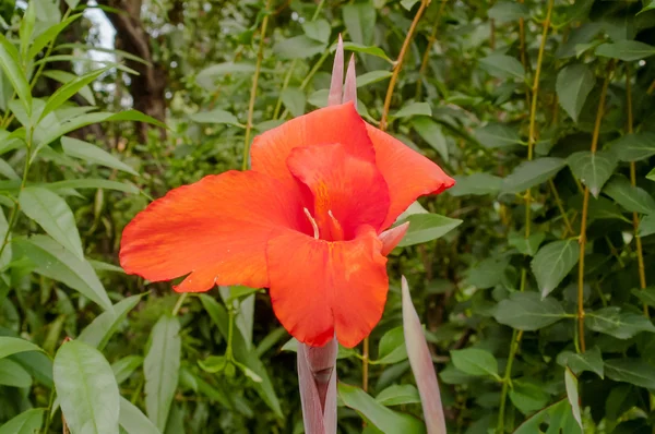 Flor vermelha no jardim — Fotografia de Stock