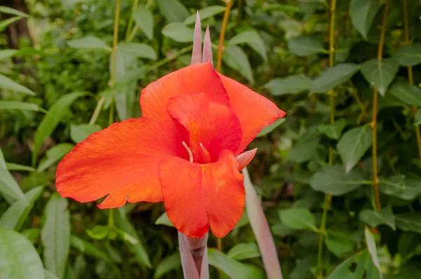 Flor vermelha no jardim — Fotografia de Stock