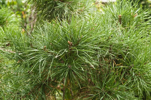 Groene sparren tak — Stockfoto