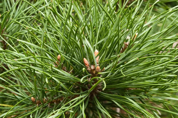Green spruce branch — Stock Photo, Image