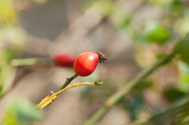 Berry bir Bush yabani gül