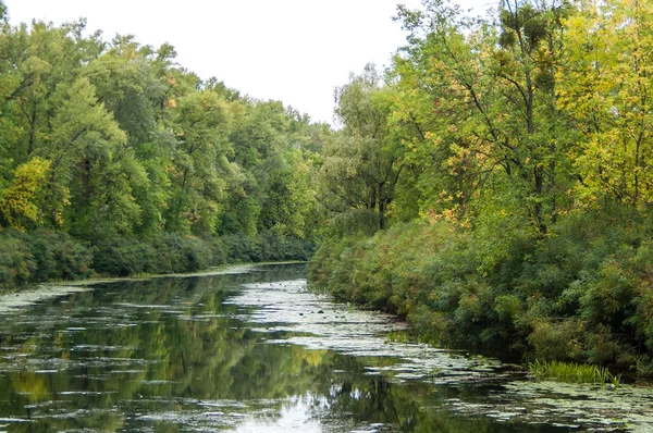 Río en el bosque — Foto de Stock