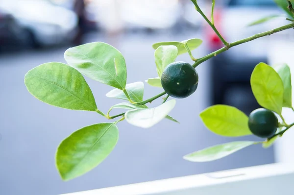 Limão verde no mato — Fotografia de Stock