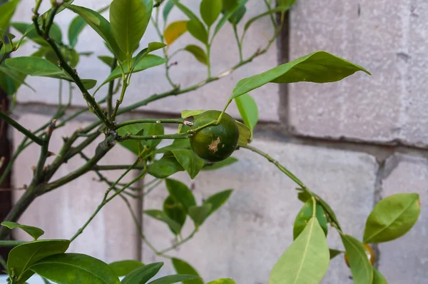 Green lemon on the bush — Stock Photo, Image