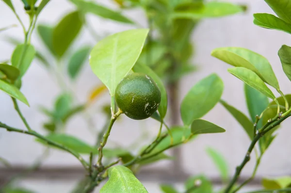 Grönt citron på busken — Stockfoto