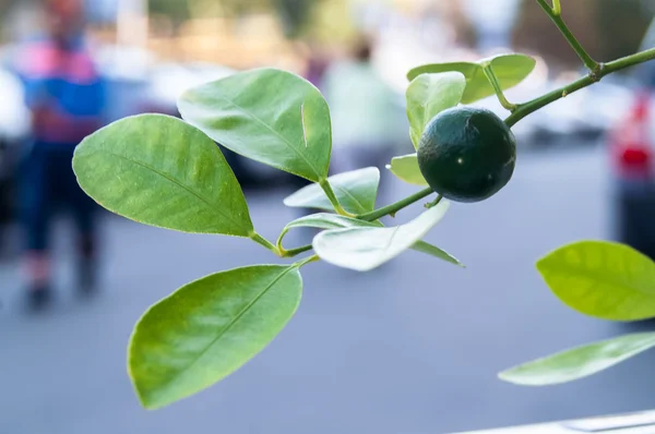 Limão verde no mato — Fotografia de Stock