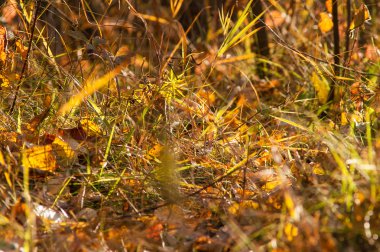 Sonbahar sihirli orman yapraklarda