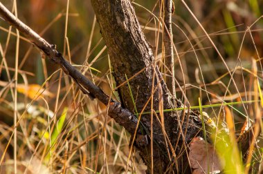 Ormanda sonbahar günbatımı