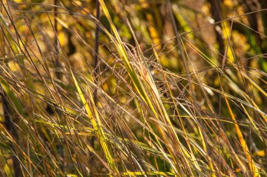 Ormanda sonbahar günbatımı