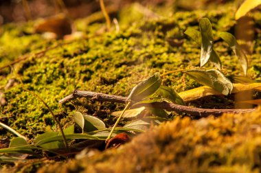Suyun kenarında büyüyen yosun