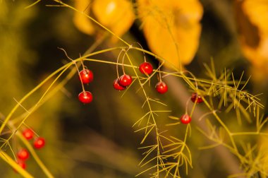 vahşi kırmızı meyveler
